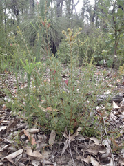 Adenanthos meisneri