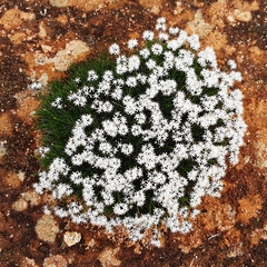 Borya constricta