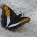 Mariposa Emperador Dorado de Banda Corta - Photo (c) Michael Woodruff, algunos derechos reservados (CC BY-NC), subido por Michael Woodruff