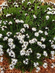 Borya constricta