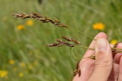 Festuca paniculata