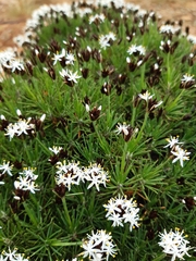 Borya constricta