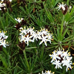 Borya constricta