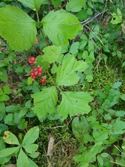 Rubus saxatilis
