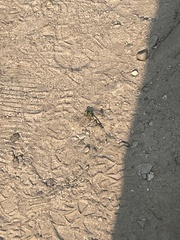 Ophiogomphus severus
