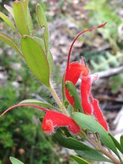 Adenanthos barbiger
