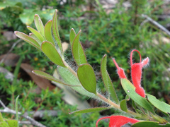 Adenanthos barbiger