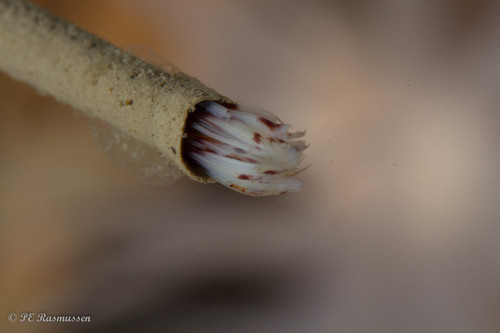 Peacock Worm, photo 4 of 10