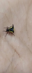 Micrathena pungens