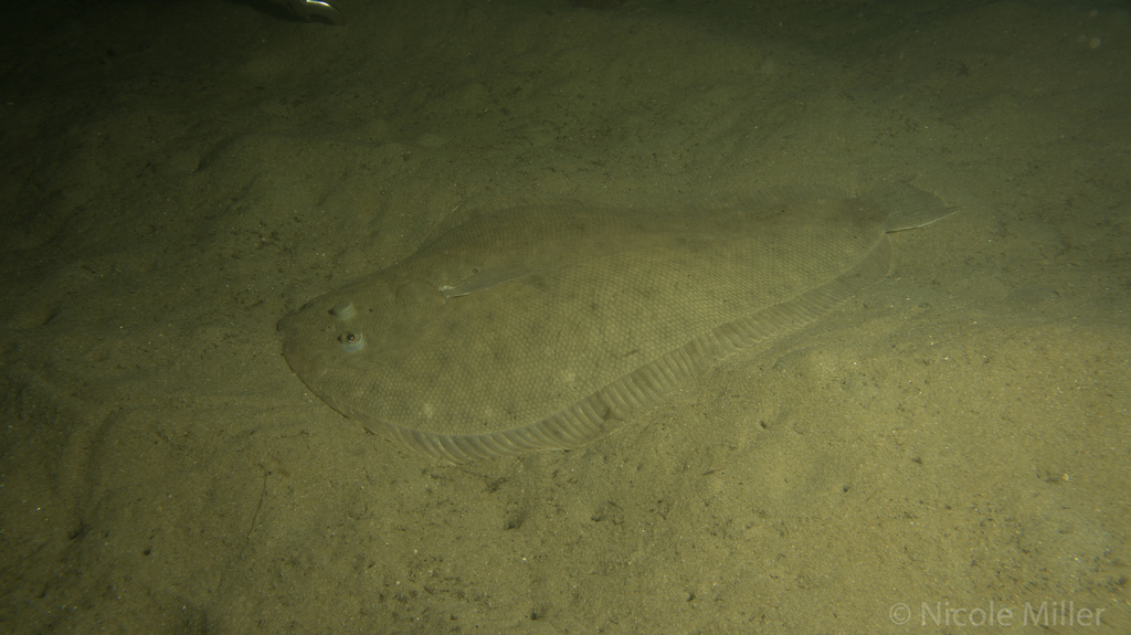 New Zealand Common Sole