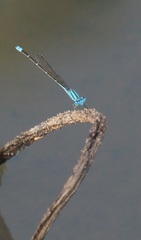 Pseudagrion microcephalum