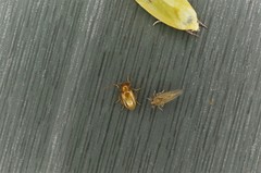 Medythia nigrobilineata