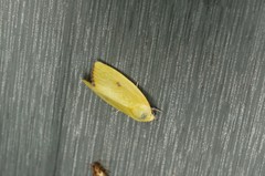 Earias pudicana