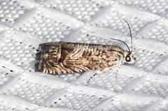 Ofatulena duodecemstriata