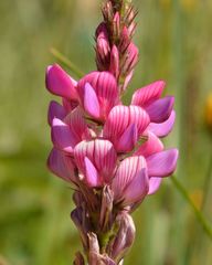 Onobrychis montana