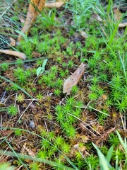 Polytrichum