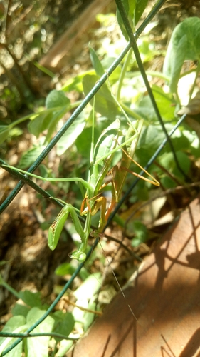 Pseudomantis albofimbriata