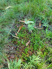 Polytrichum