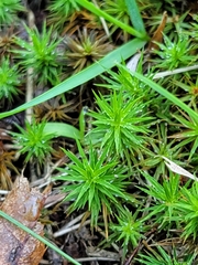 Polytrichum
