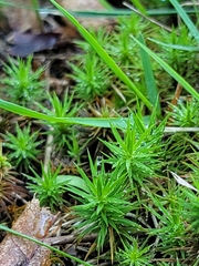 Polytrichum