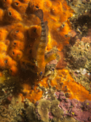 Notoclinops segmentatus