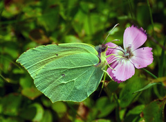 Gonepteryx cleopatra