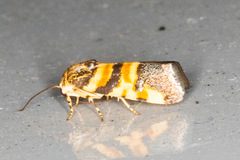 Spragueia funeralis