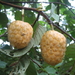 Wild Custard-Apple - Photo (c) Ton Rulkens, some rights reserved (CC BY-SA)