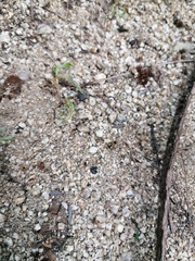 Dasymutilla arachnoides