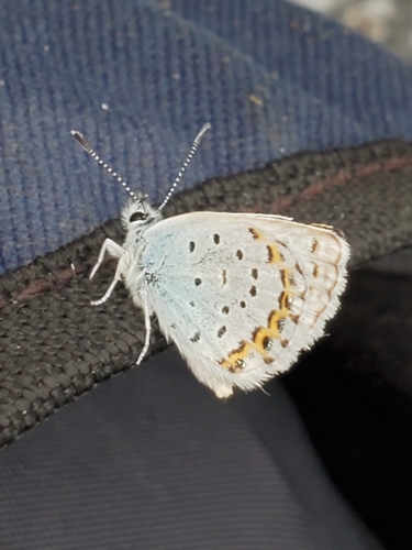 Plebejus anna vancouverensis