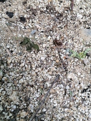 Dasymutilla arachnoides