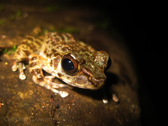 Sumaterana dabulescens