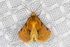 Azenia obtusa