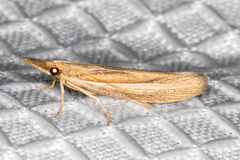 Fissicrambus intermedius