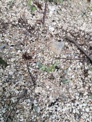 Dasymutilla arachnoides