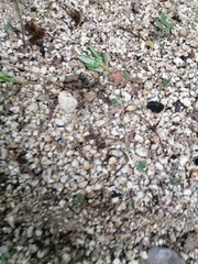 Dasymutilla arachnoides