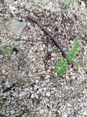 Dasymutilla arachnoides