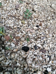 Dasymutilla arachnoides