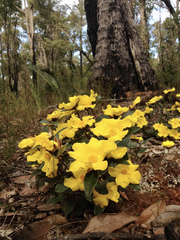 Hibbertia spectabilis
