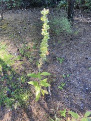 Digitalis purpurea purpurea