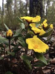 Hibbertia spectabilis