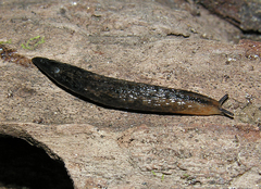 Chlamydephorus purcelli