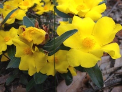 Hibbertia spectabilis