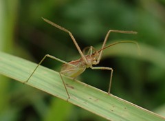 Zelus cervicalis
