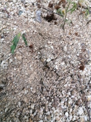 Dasymutilla arachnoides