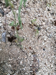 Dasymutilla arachnoides