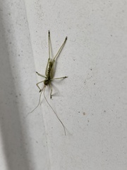 Meconema meridionale