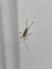 Meconema meridionale