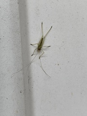 Meconema meridionale