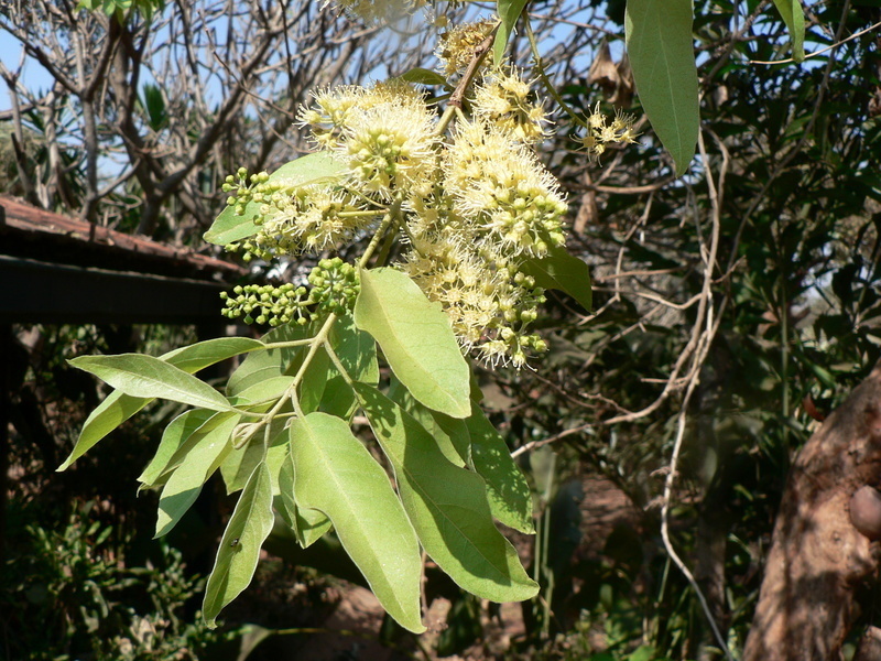 Combretum collinum